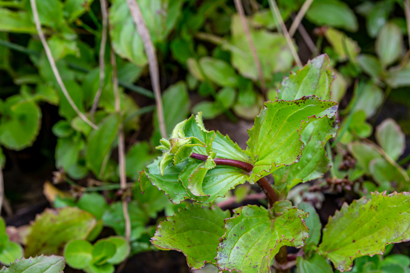 Erythranthe guttata = minulus guttatus  (Phrymaceae)